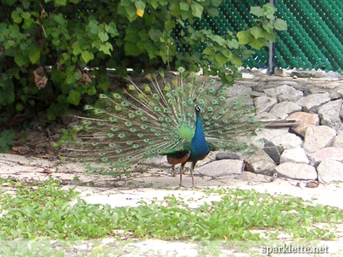 Peacock at Sentosa island, Singapore